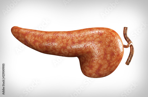 pancreas photo