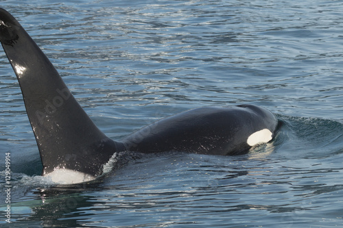 Close encounter with a large male orca swimming under our boat i