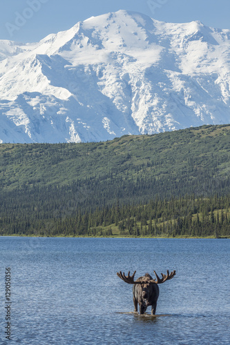 Bull moose feeding in Wonder Lake with Denali in the background, photo