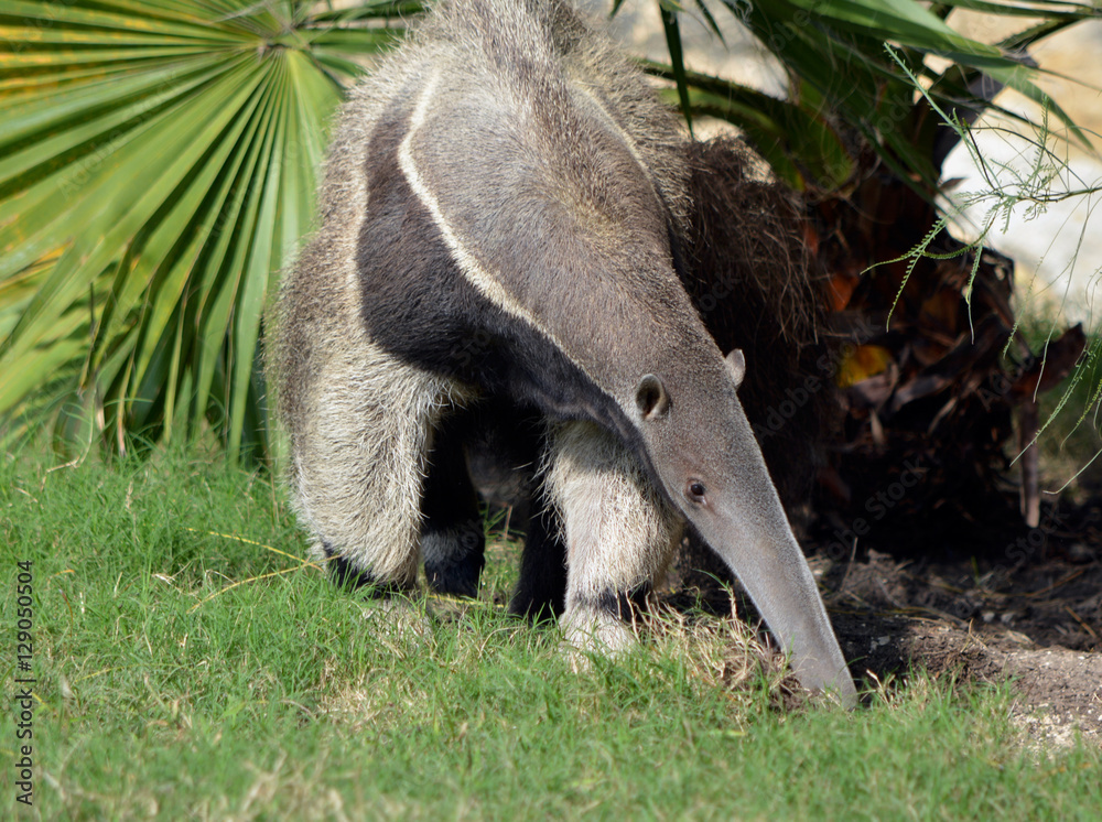 Anteater looking/Giant anteater eating ants off the ground Stock ...
