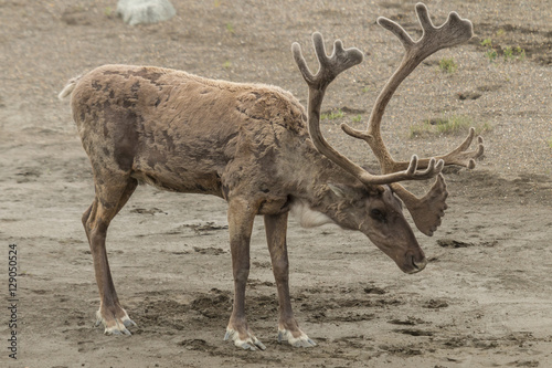 Caribou trying to cool off in the silt near the Toklat River in photo