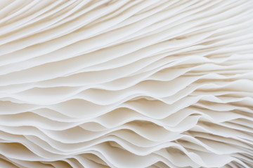 Papier peint photo Photographie macro Champignon Sajor-caju en gros plan  © lamyai