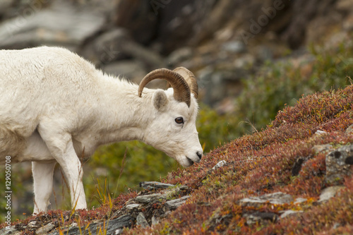 Dall sheep ram grazing in the tundra of Denali National Park.
