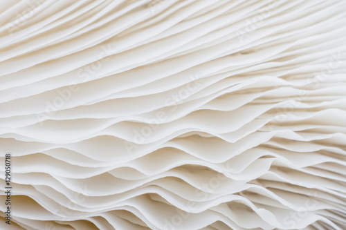 Slika na platnu abstract background macro image of mushroom, Sajor-caju mushroom