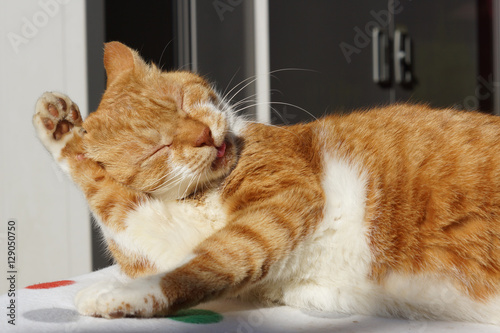 Fototapeta Naklejka Na Ścianę i Meble -  毛づくろいをする茶猫