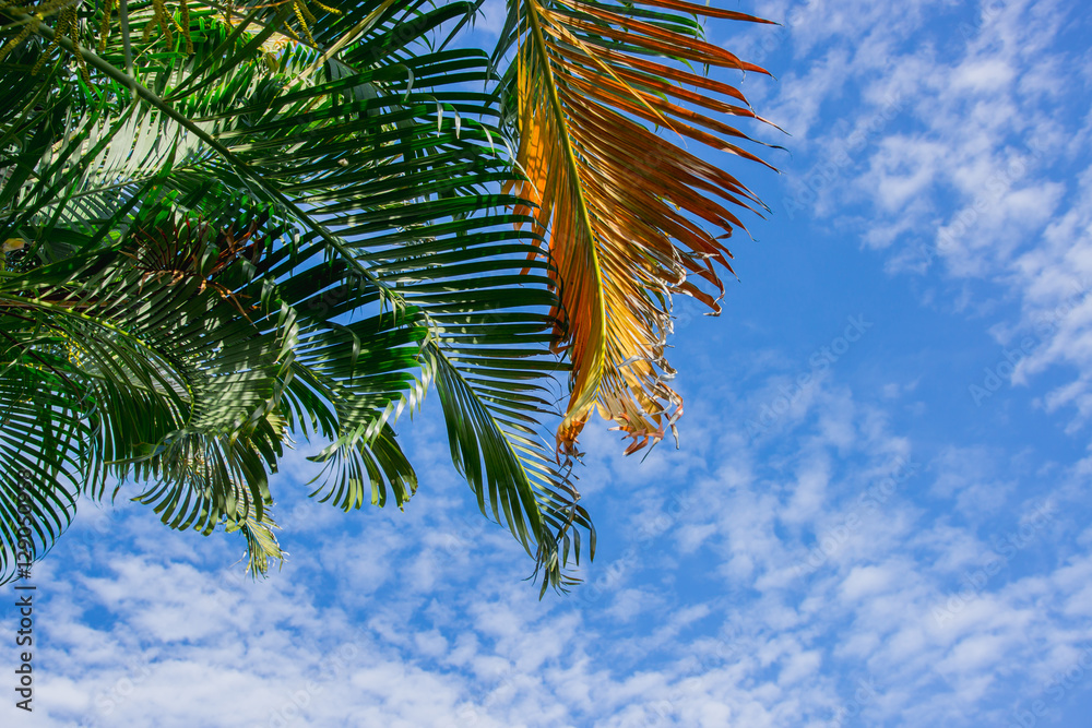 palm leaves and the blue sky with cloud background. palm leaves and the blue sky with cloud background.