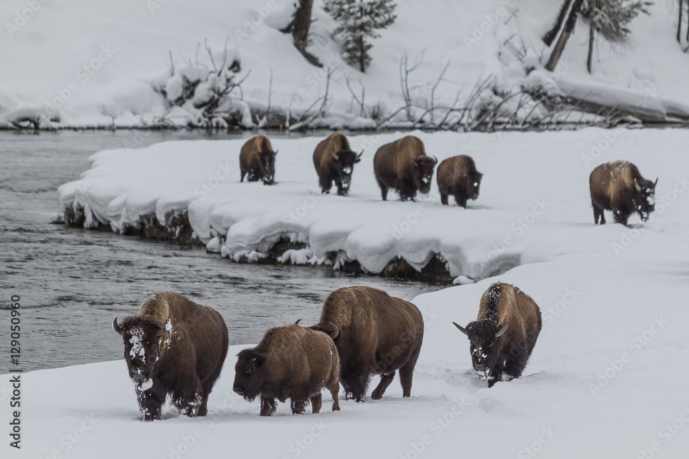 Bison on the Madison River in Winter, Yellowstone National Park. Bison on the Madison River in Winter, Yellowstone National Park.