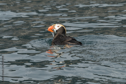 Tufted puffin with a mouth full of fish in Kenai Fjords National