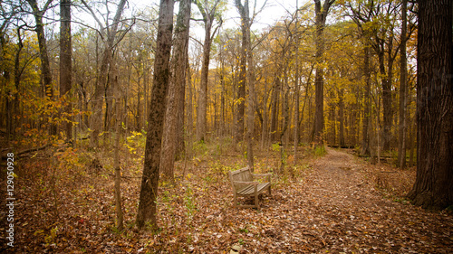 Quadro su tela Fall Pictures in Midwest
