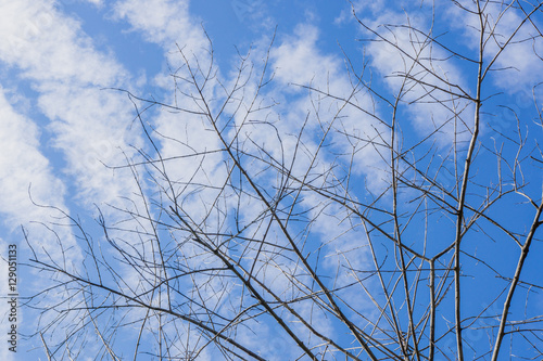 Dead tree in the forest and the blue sky with cloud