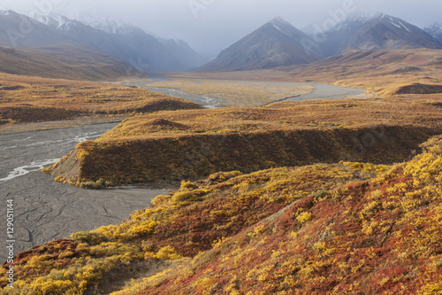 Fall colors in Denali National Park  Alaska.