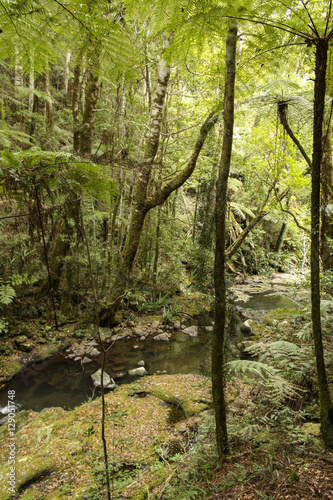 Rainforest in Lamington National Park  Australia