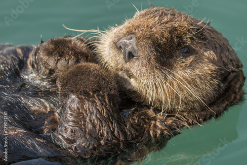 Sea otter floating in Seward harbor, Alaska.