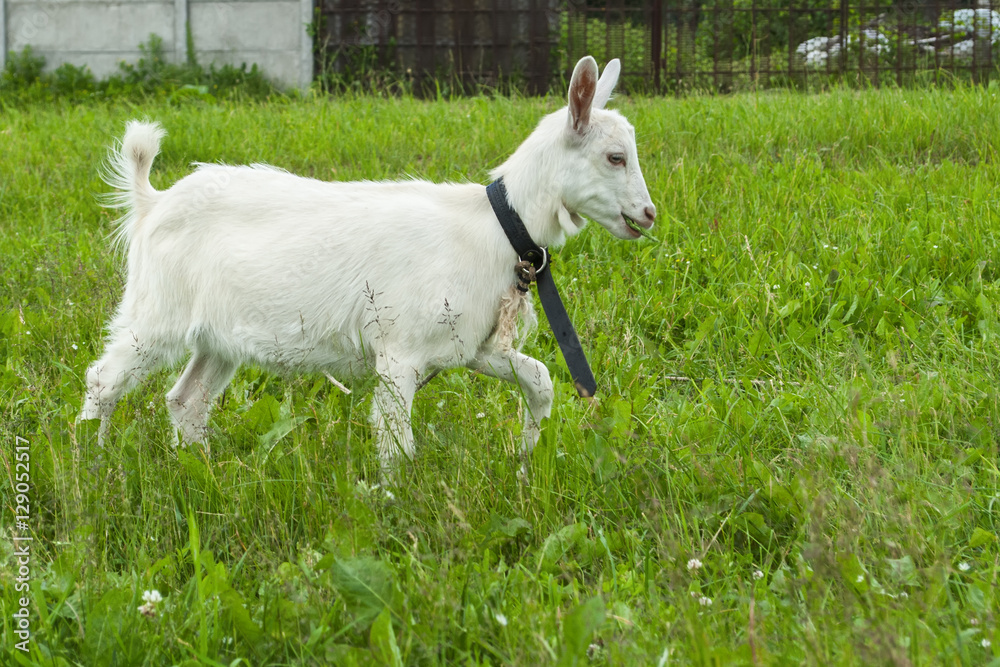 goats playing on the green grass goats playing on the green grass