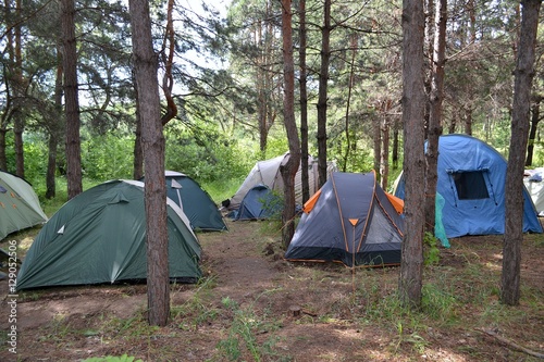 Палаточный лагерь в сосновом лесу