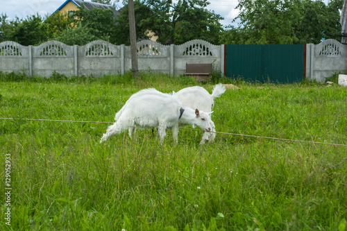 goats playing on the green grass  © shymar27