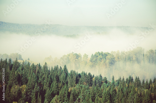 thick morning mist in coniferous forest. coniferous trees, thickets of green forest.