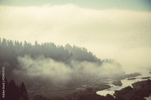 thick morning mist in coniferous forest. coniferous trees  thickets of green forest.