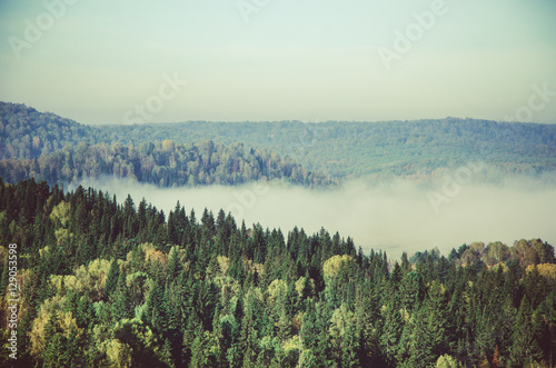thick morning mist in coniferous forest. coniferous trees, thickets of green forest. © efimenkoalex
