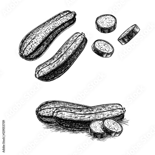 Hand drawn set of zucchini. Vector sketch