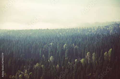thick morning mist in coniferous forest. coniferous trees, thickets of green forest. © efimenkoalex