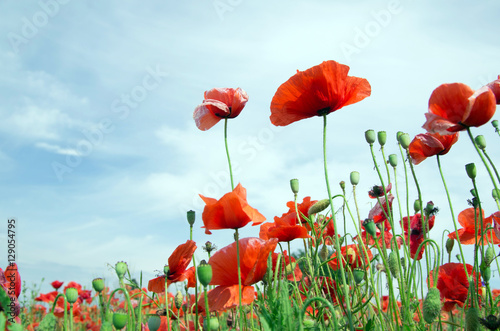 Fototapeta Naklejka Na Ścianę i Meble -  red poppy