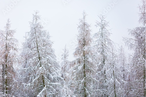 Winter forest with snow covered branches