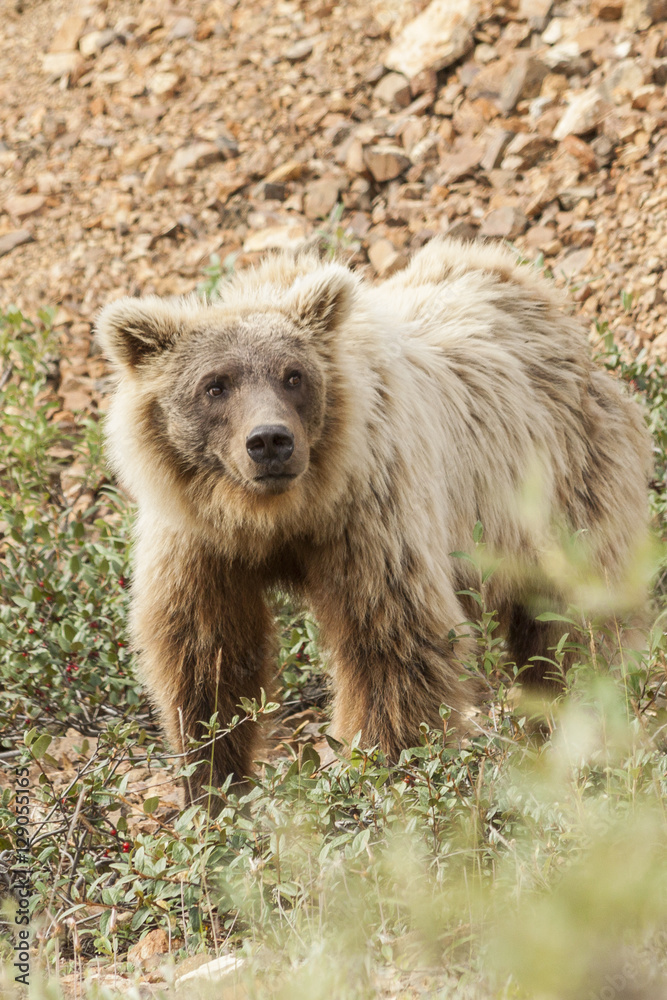 Fototapeta premium Grizzly bear feeding on soapberries in Denali National Park, Ala