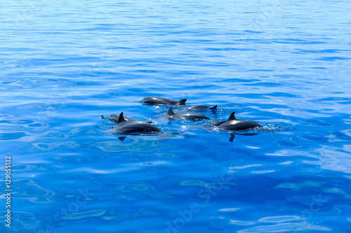  dolphins