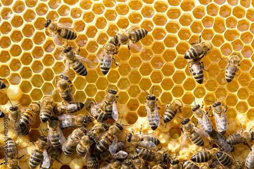 Fototapeta Naklejka Na Ścianę i Meble -   bees on honeycells