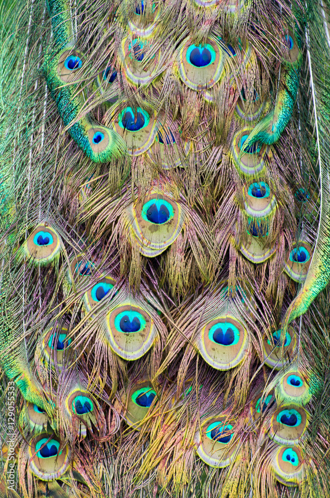 Obraz premium peacock feather