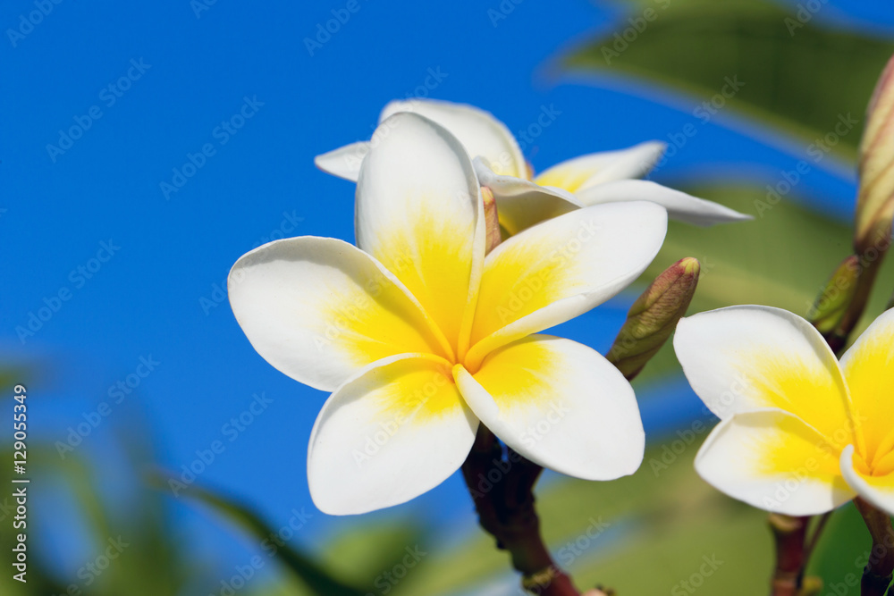 Fototapeta premium plumeria flowers
