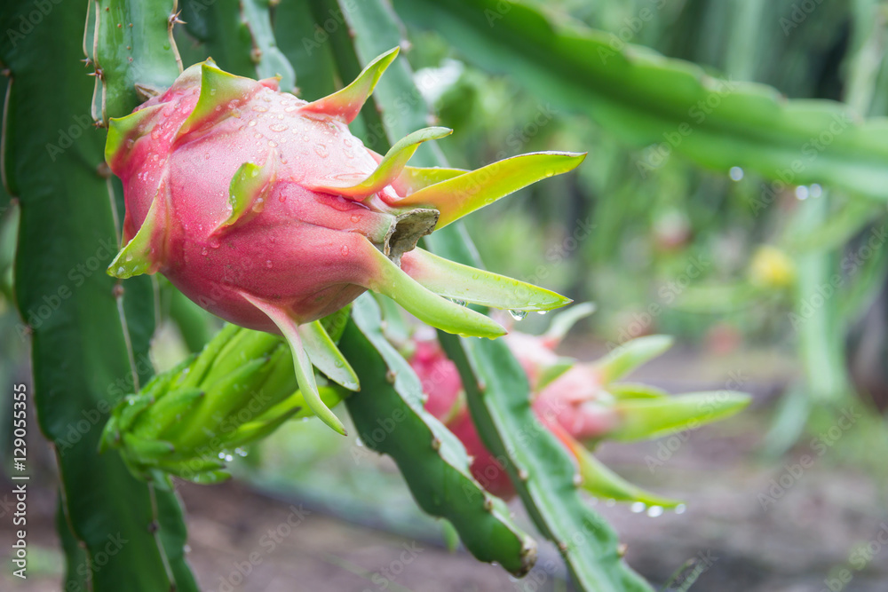dragon Fruit on the tree after rain in garden dragon Fruit on the tree after rain in garden