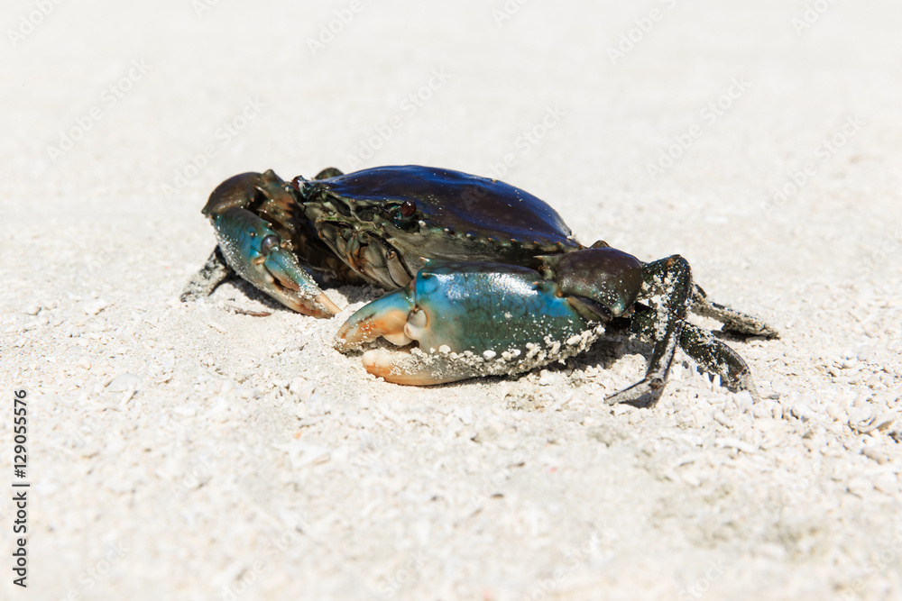 crab on beach