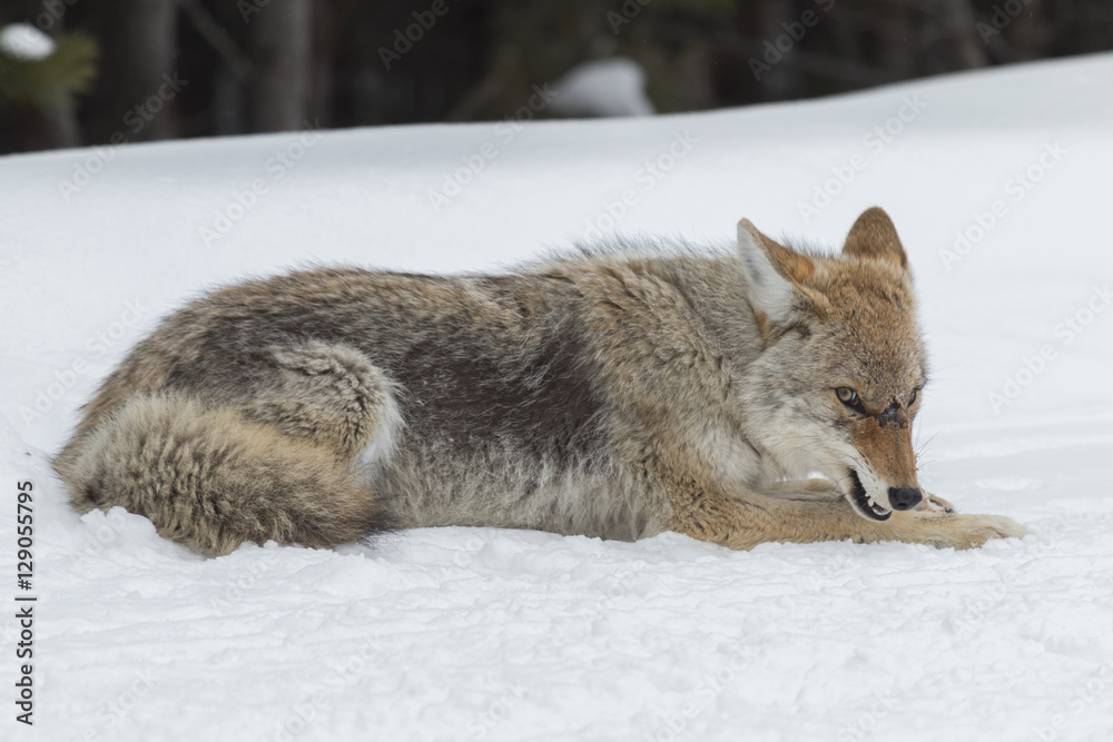 Coyote feeding on an elk bone in Yellowstone National Park