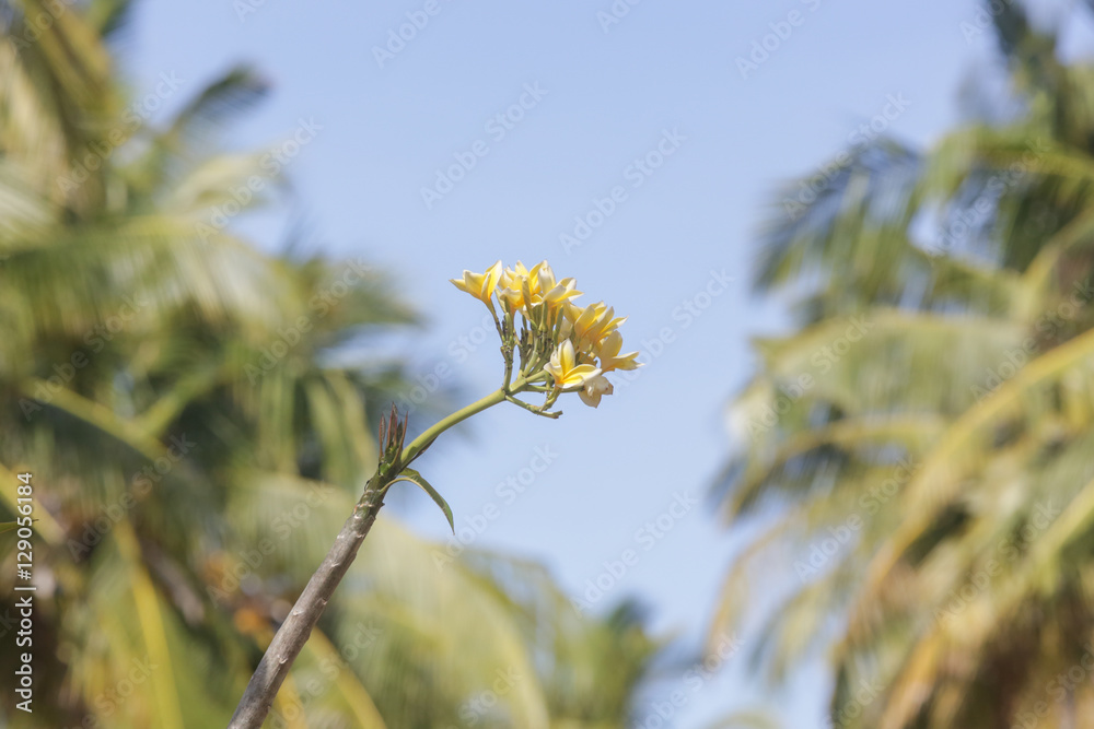 Fototapeta premium Frangipani flowers, outdoor