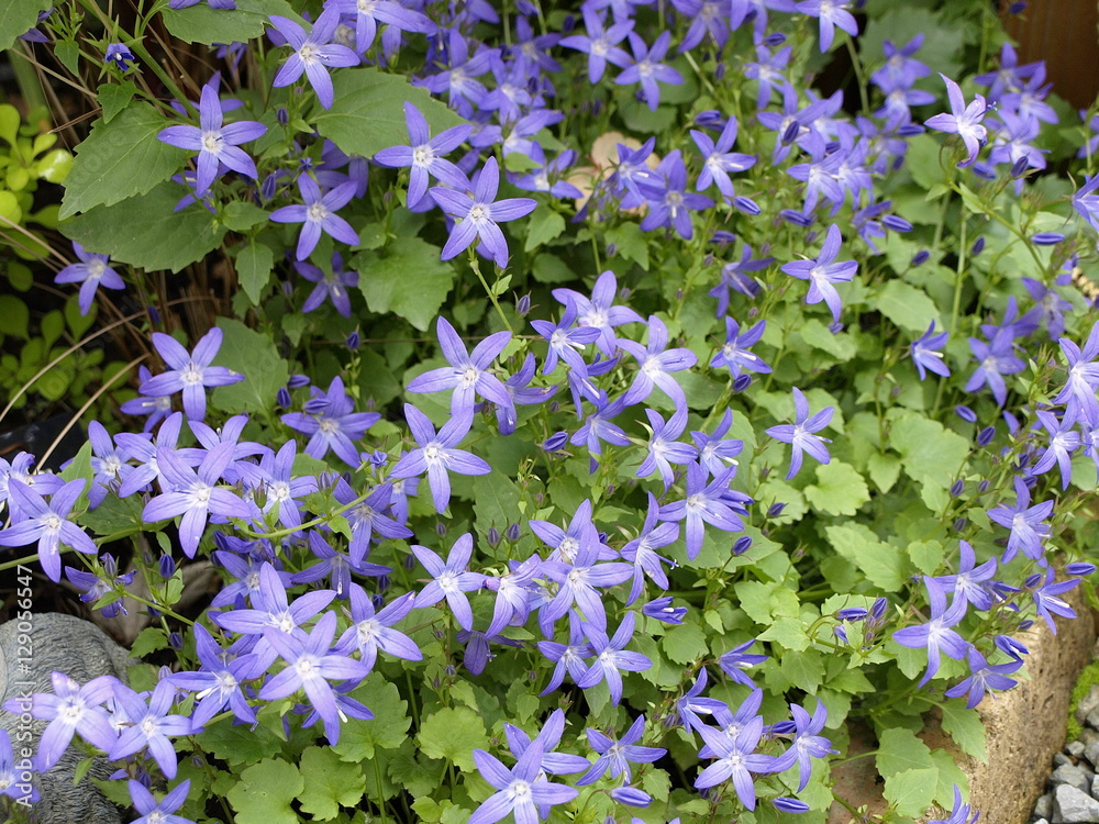 星形のカンパニュラアルペンブルー Stock 写真 Adobe Stock