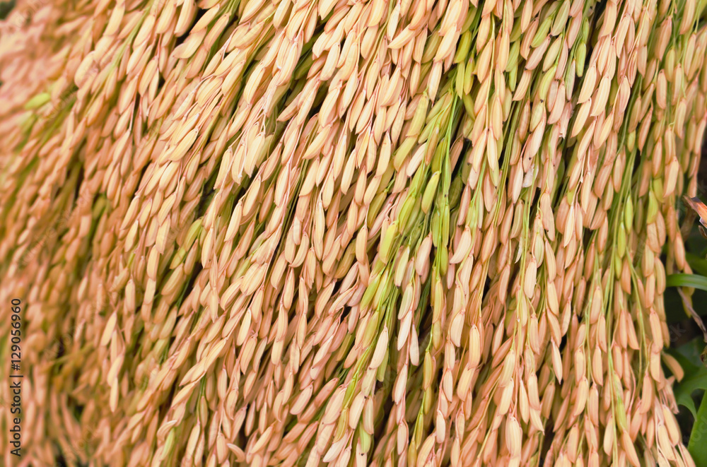 Rice background from field. Rice background from field.