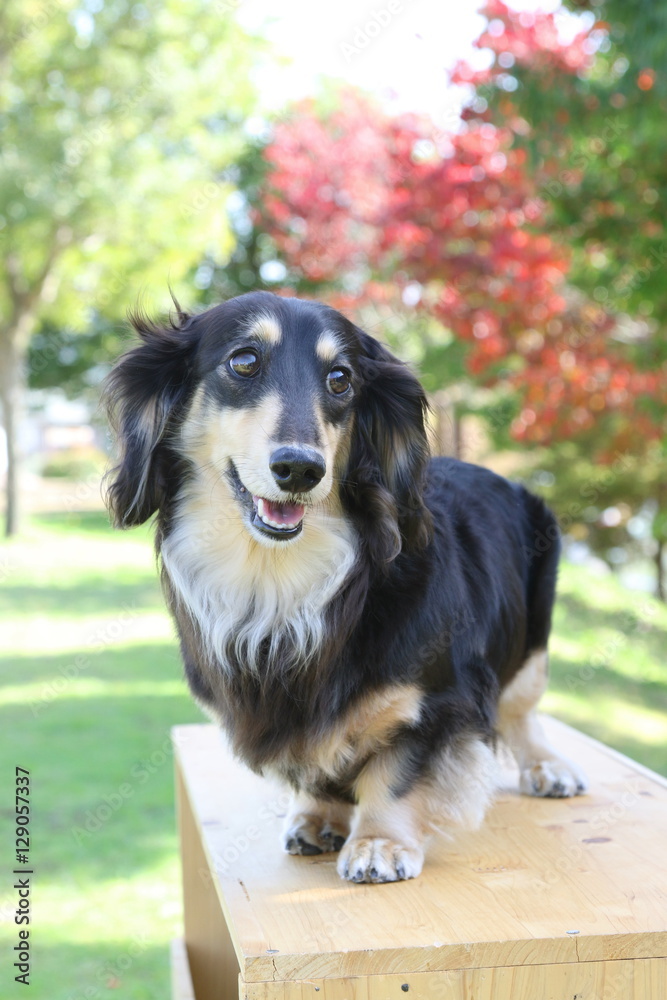 Fototapeta premium 犬（ミニチュアダックス）