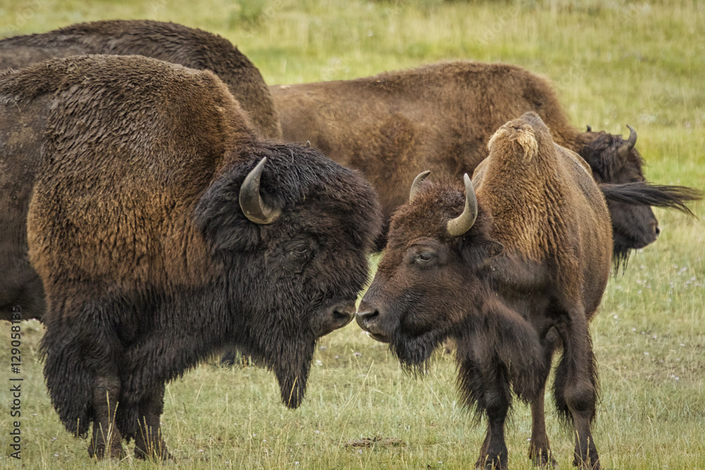 Bison couple nudging noses during the rut in Yellowstone Nationa Bison couple nudging noses during the rut in Yellowstone Nationa