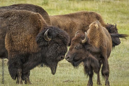 Bison couple nudging noses during the rut in Yellowstone Nationa