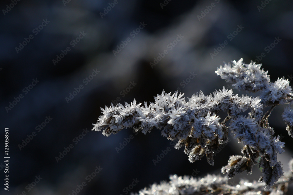 Winter frost background