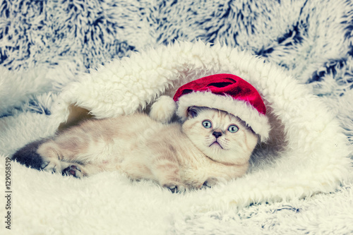 Little kitten wearing Santa hat lying on blue blanket