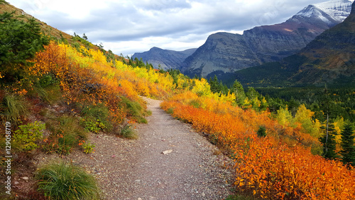 The glory of autumn colors along a trail in the Many Glacier area of Glacier National Park.