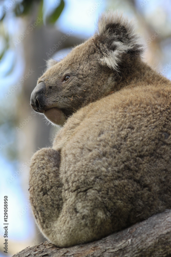 Obraz premium Contemplative Koala