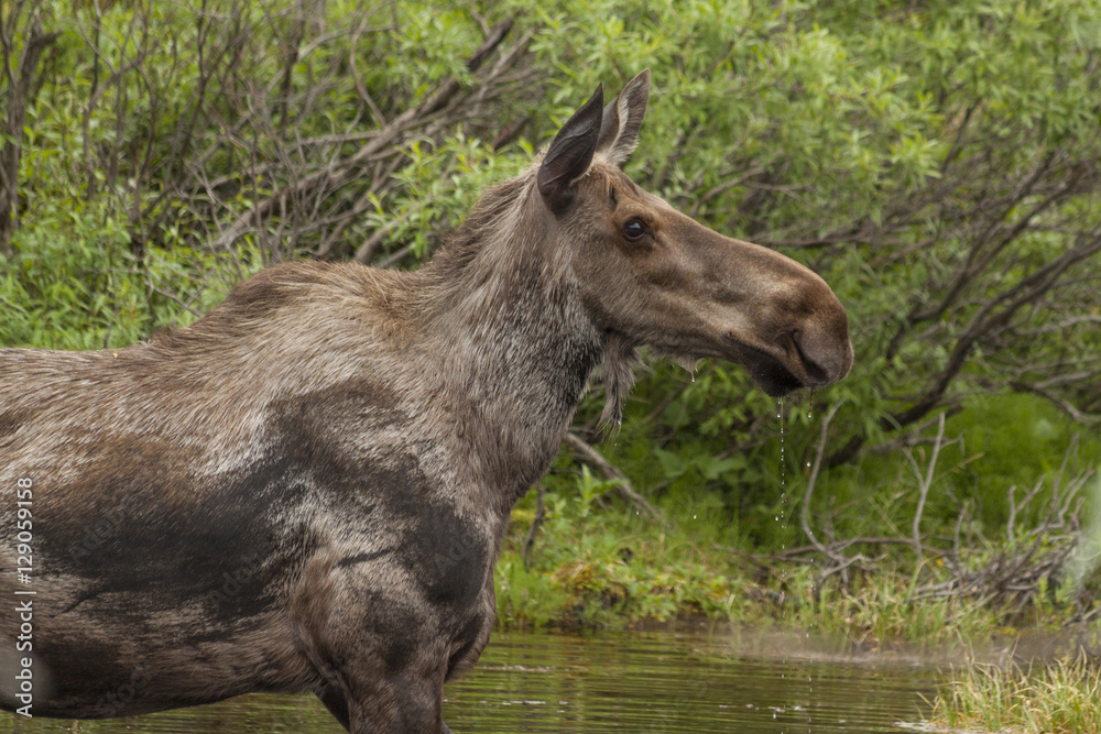 Cow moose feeding in a kettle pond, Denali National Park, Alaska Cow moose feeding in a kettle pond, Denali National Park, Alaska