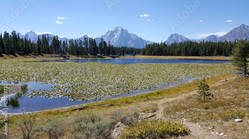 A beautiful lily pond on a summers day with the Grand Tetons in the background.