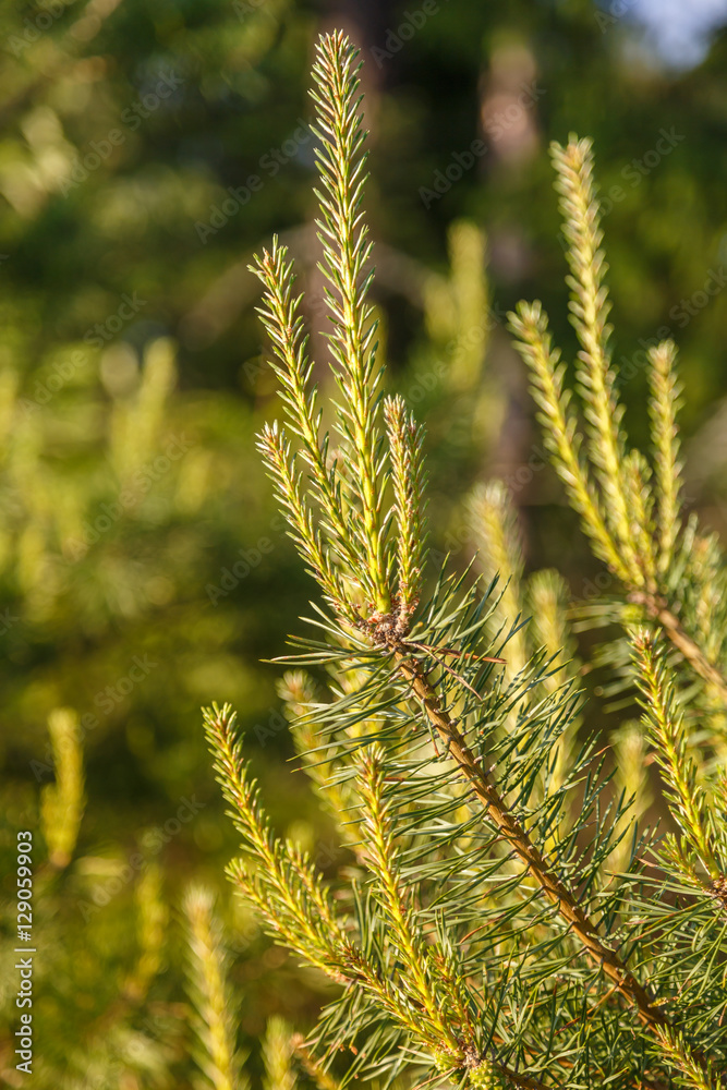 The branch of a pine with young sprouts on a background of green forest