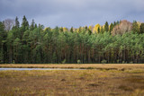 Autumn coniferous forest with lake Norovskoe, Russia