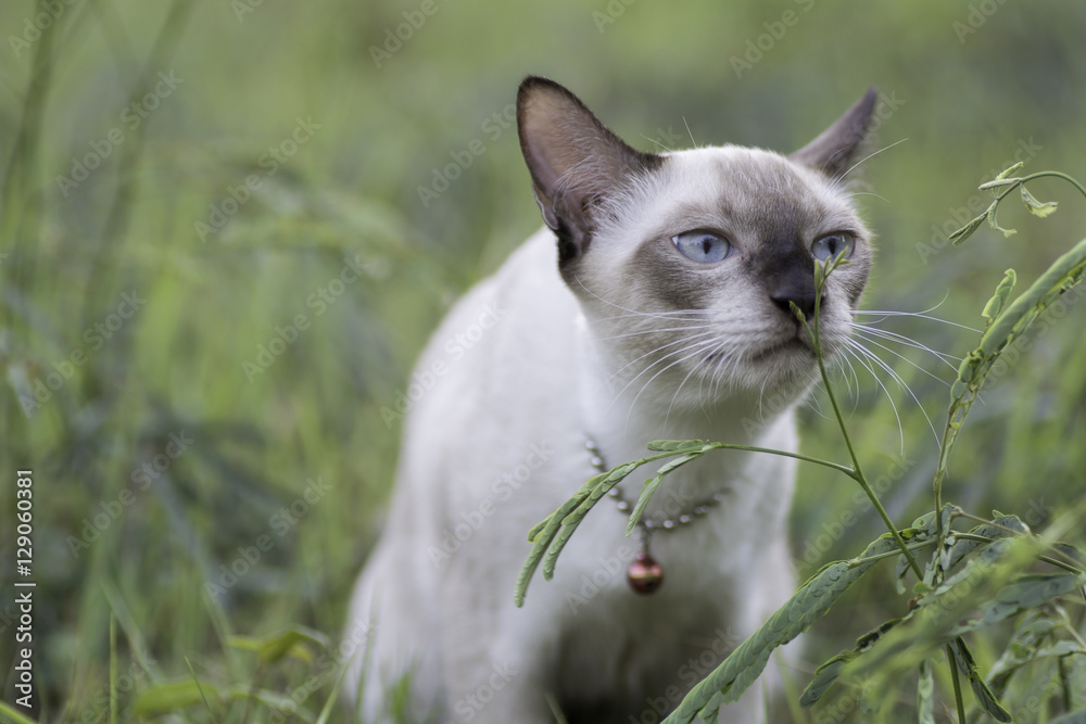 Thailand cat smelling leaves Thailand cat smelling leaves